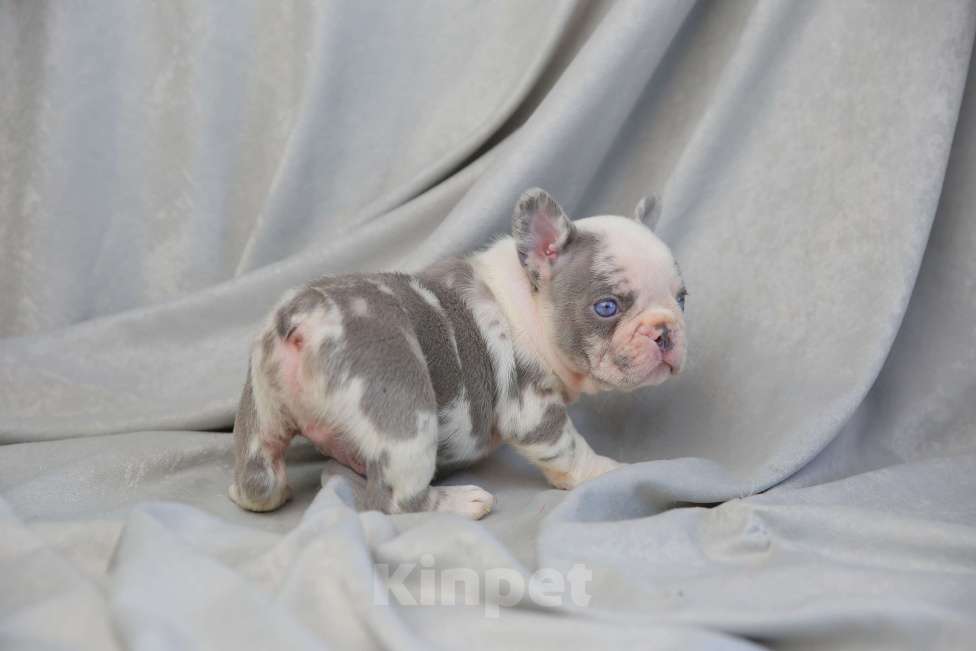 Собаки в Москве: ЛИЛОВЫЕ КАРАПУЗЫ ПОДАРОК К НОВОМУ ГОДУ  Мальчик, Бесплатно - фото 1