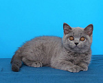 Кошки в Ульяновске: Британские котята девочки Девочка, Бесплатно - фото 1