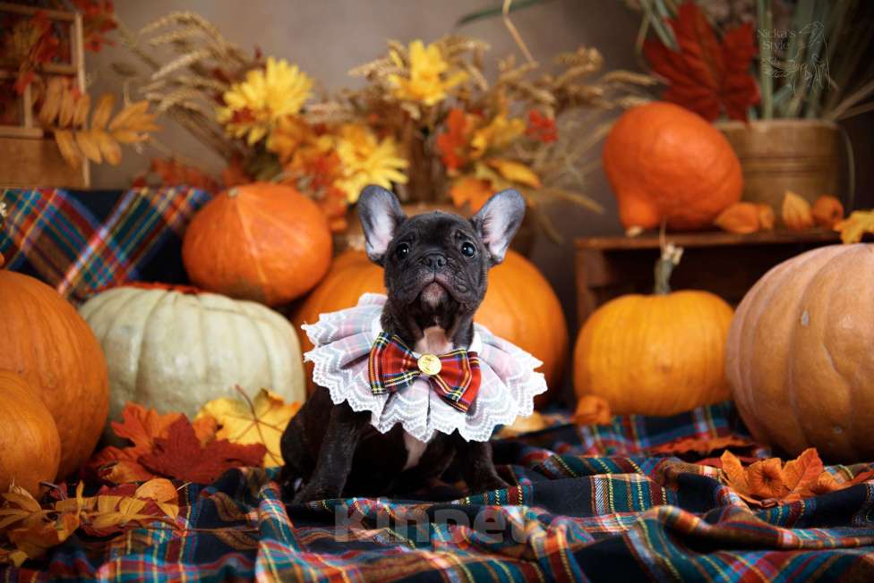 Собаки в Ростове-на-Дону: Готовы к переезду. Девочка, 35 000 руб. - фото 7