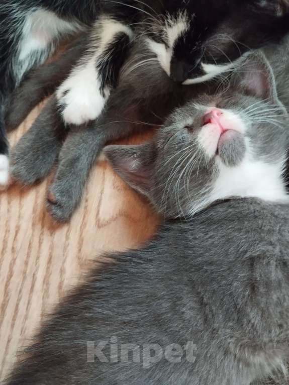 Кошки в Новосибирске: Отдам котяток Девочка, 1 руб. - фото 3