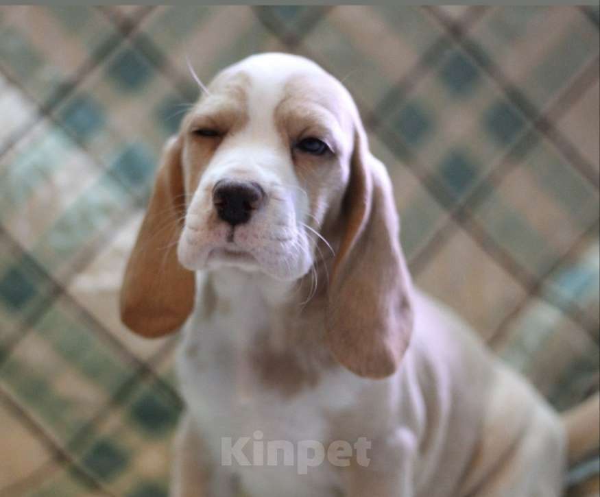 Собаки в других городах Московской области: Сука бигль Девочка, 60 000 руб. - фото 2