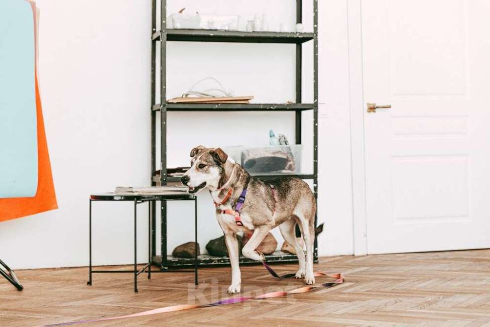 Собаки в Москве: Собака Евушка мечтает о доме, но ее никто не замечает Девочка, 1 руб. - фото 3