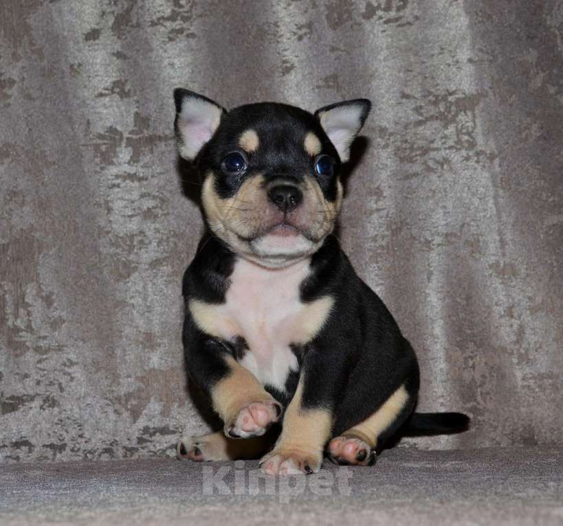 Собаки в Москве: Девочка Американский булли микро формата Девочка, 80 000 руб. - фото 3
