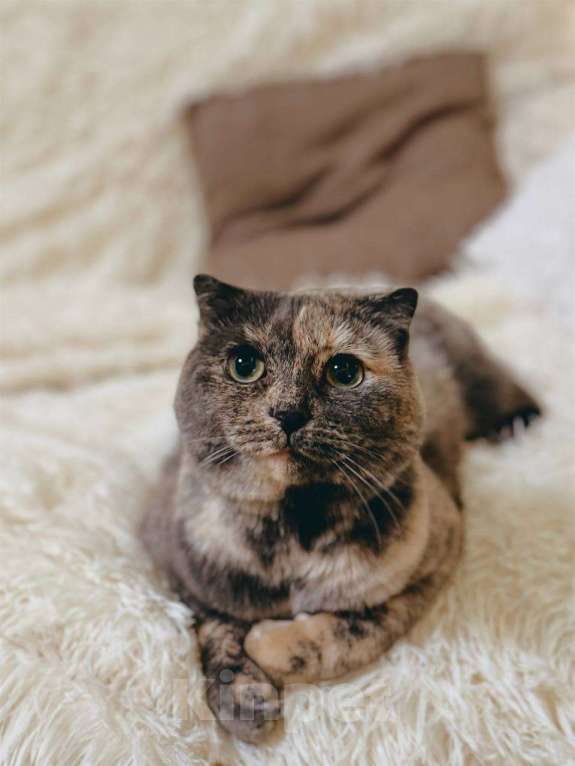 Кошки в Балашихе: Британская вислоухая кошка Паприка Девочка, Бесплатно - фото 1