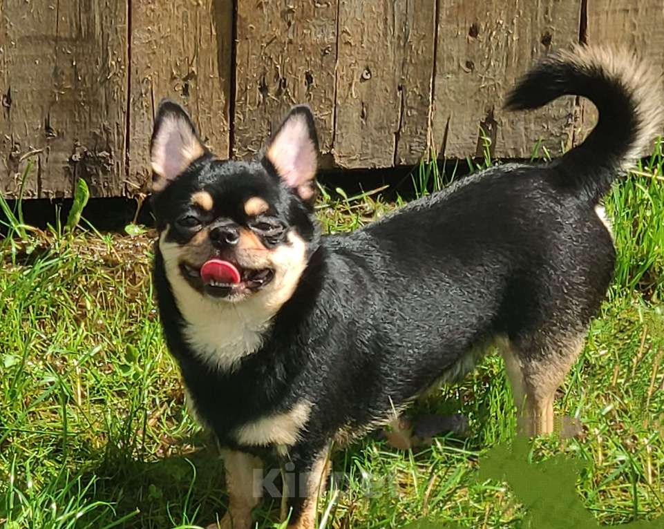 Собаки в Клине: Кобели чихуахуа для вязки Мальчик, Бесплатно - фото 4