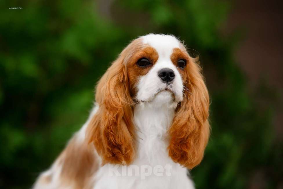 Собаки в Ярославле: Кавалер Кинг Чарльз спаниель,подросток  Мальчик, 120 000 руб. - фото 4