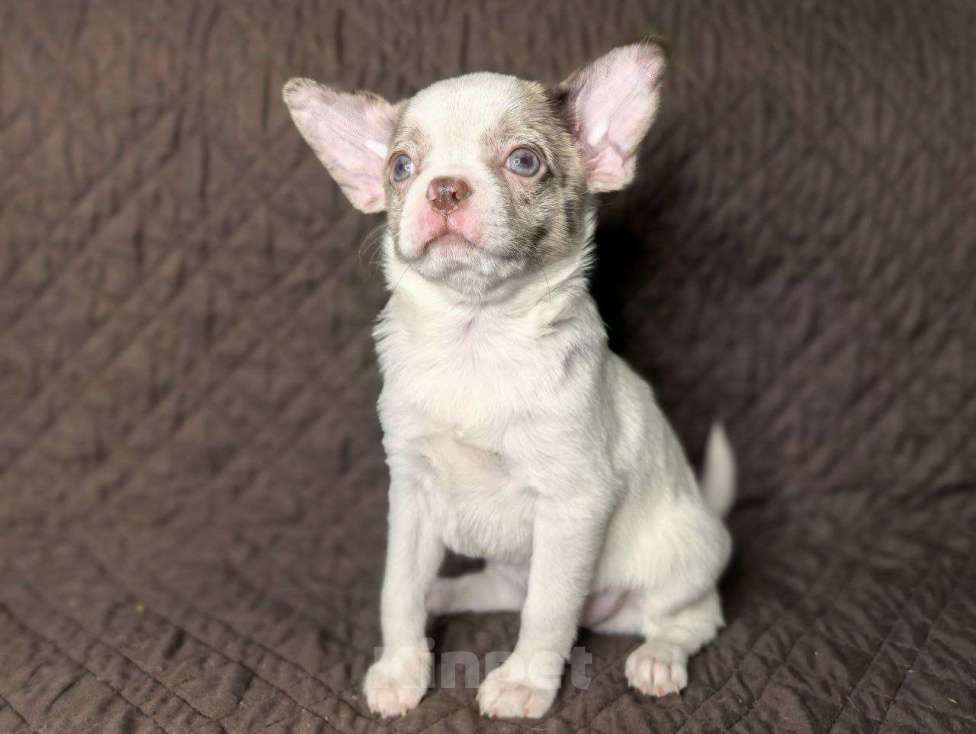 Собаки в Воронеже: Мальчик мерле белый с лиловым  Мальчик, Бесплатно - фото 1