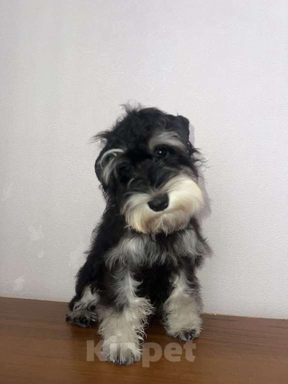 Собаки в Ставрополе: Цвергшнауцер  Девочка, 35 000 руб. - фото 2