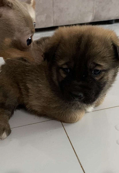 Малыши в добрые руки. Очень милый