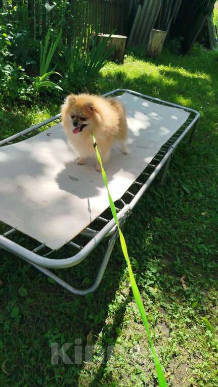 Собаки в Москве: Шпиц девочка  Девочка, 30 000 руб. - фото 2