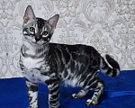 Кошки в Москве: Бенгальские котята серебро  Мальчик, 55 000 руб. - фото 6