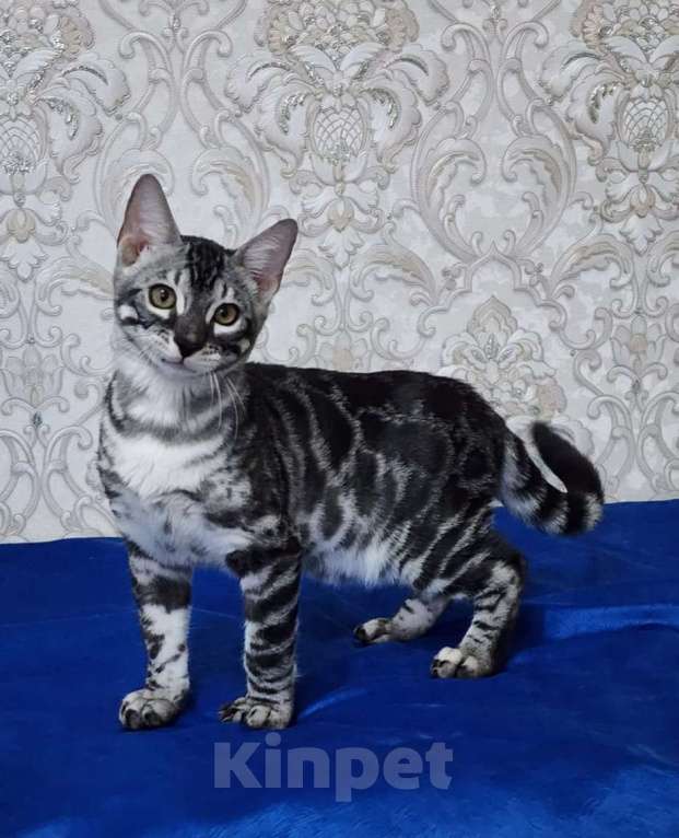 Кошки в Москве: Бенгальские котята серебро  Мальчик, 55 000 руб. - фото 6
