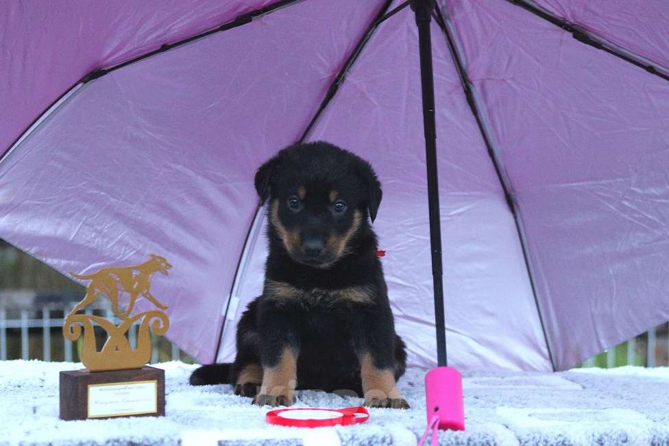 Собаки в Перми: Щенок Босерона  Девочка, 40 000 руб. - фото 2