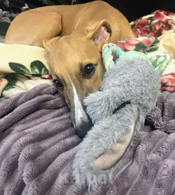 Собаки в Кубинке: Щенок уиппета Мальчик, Бесплатно - фото 6