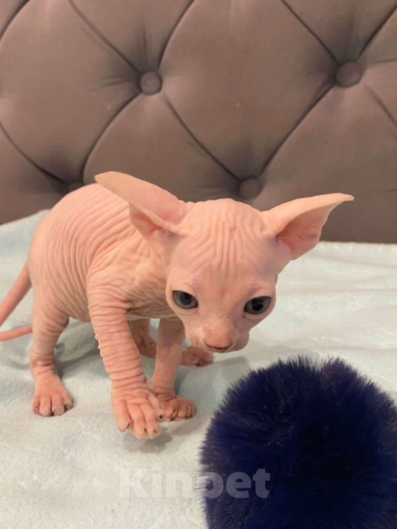 Кошки в Москве: Топовые котята эльф  Мальчик, 60 000 руб. - фото 8