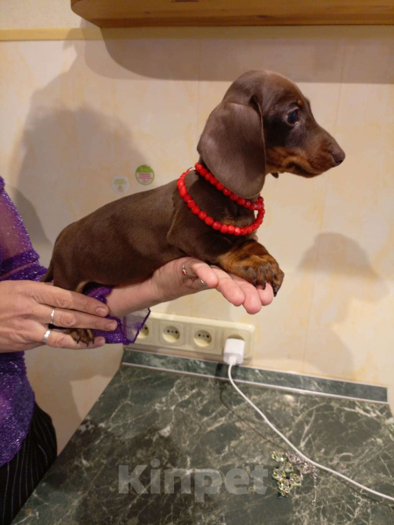 Собаки в Москве: Девочка 1700гр Девочка, 70 000 руб. - фото 4