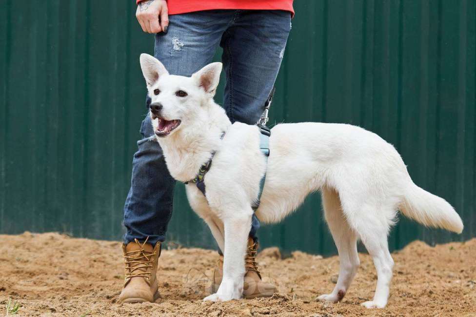 Собаки в других городах Московской области: Я Тува :) Ищу семью Девочка, Бесплатно - фото 3