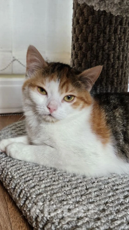 Кошки в Москве: Нежная Ассоль ищет дом Девочка, Бесплатно - фото 5