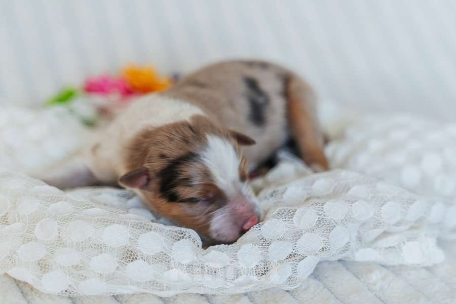 Собаки в Москве: Девочка(сука) триколор мрамор с подпалом с документами РКФ бордер-колли Девочка, 130 000 руб. - фото 3