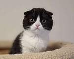 Кошки в Ярославле: Шотландская вислоухая короткошёрстная девочка  Девочка, 30 000 руб. - фото 10