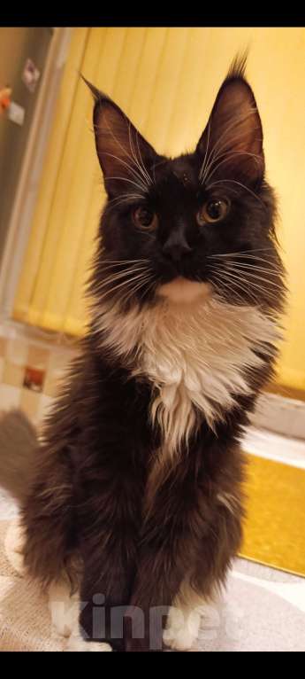 Кошки в Санкт-Петербурге: Девочка классика Девочка, 60 000 руб. - фото 1