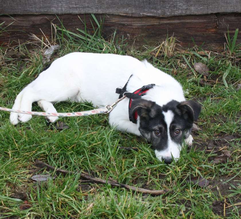 Собаки в Москве: Ласковая, добрая щеночек Панда в поисках своей родной семьи  Девочка, Бесплатно - фото 9