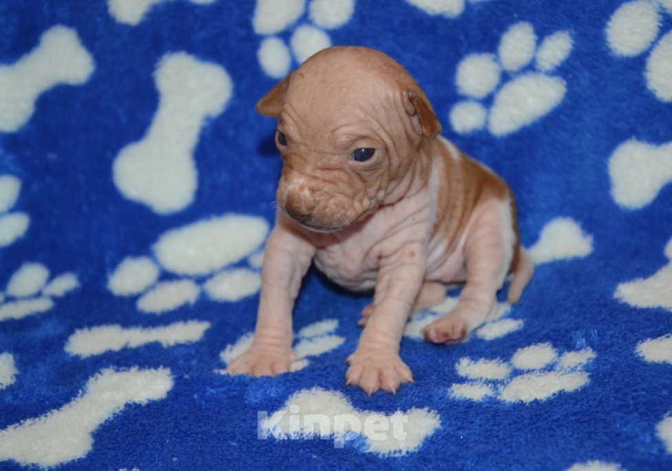 Собаки в Москве: Щенки американского голого терьера  Девочка, 40 000 руб. - фото 3