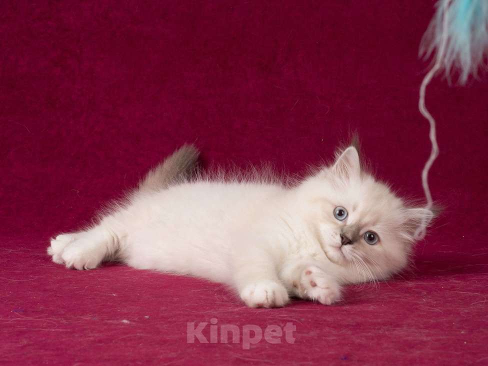 Кошки в Омске: Невские маскарадные котята мальчики Мальчик, 60 000 руб. - фото 3