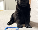Собаки в других городах Московской области: Черный щенок лабрадора Мальчик, 80 000 руб. - фото 4