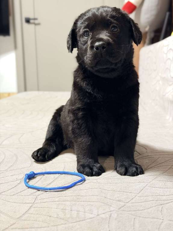 Собаки в других городах Московской области: Черный щенок лабрадора Мальчик, 80 000 руб. - фото 4