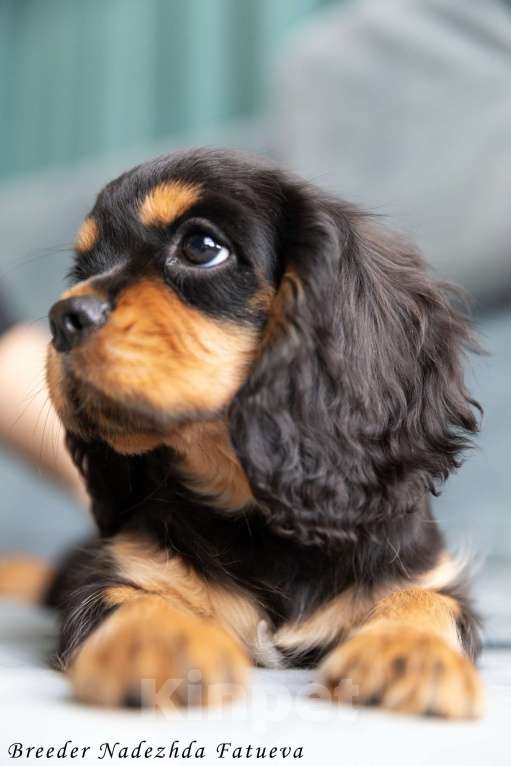 Собаки в Рязани: Щенки Кавалер Кинг Чарльз спаниеля Мальчик, Бесплатно - фото 5