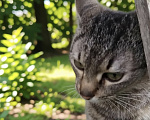 Кошки в Санкт-Петербурге: Ласковую кошечку выкинули на улицу Девочка, Бесплатно - фото 2