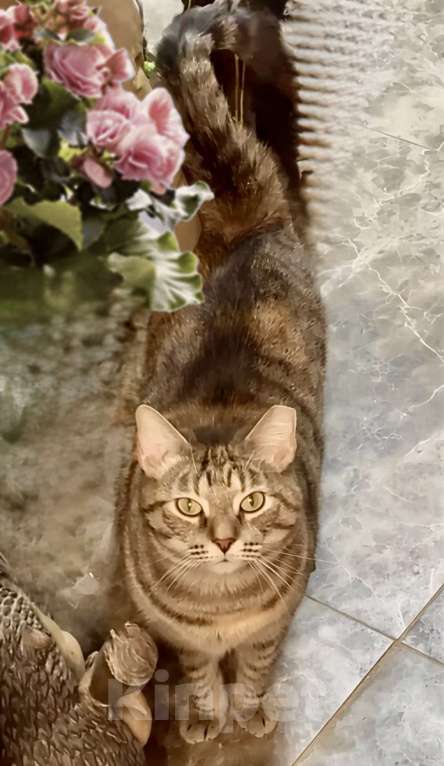 Кошки в Санкт-Петербурге: Кошечка Василиса ищет дом Девочка, Бесплатно - фото 5