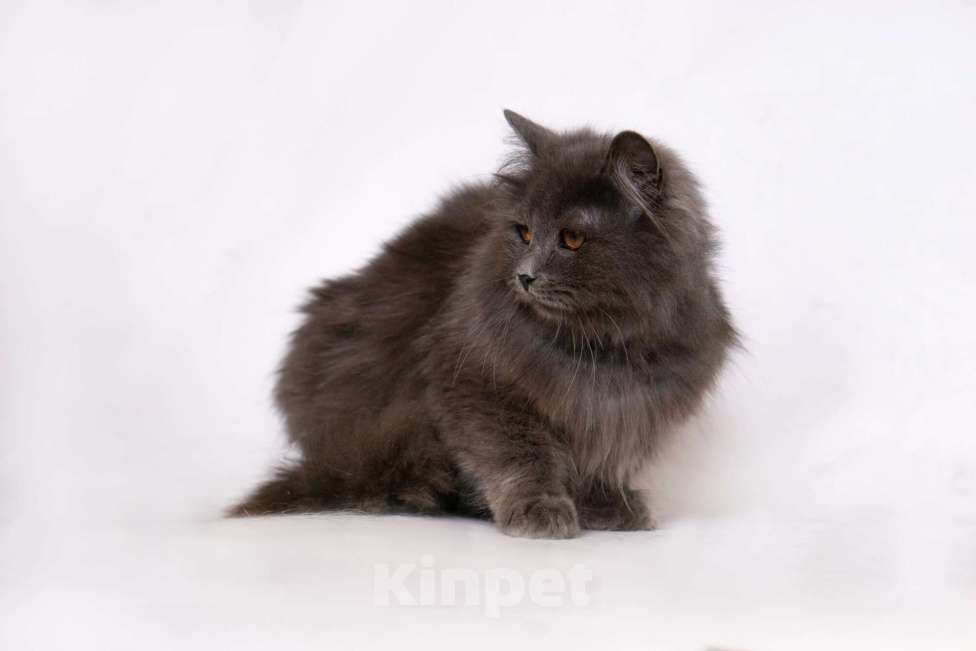 Кошки в Москве: Персидская красавица подросток Мелисса в добрые руки Девочка, Бесплатно - фото 5