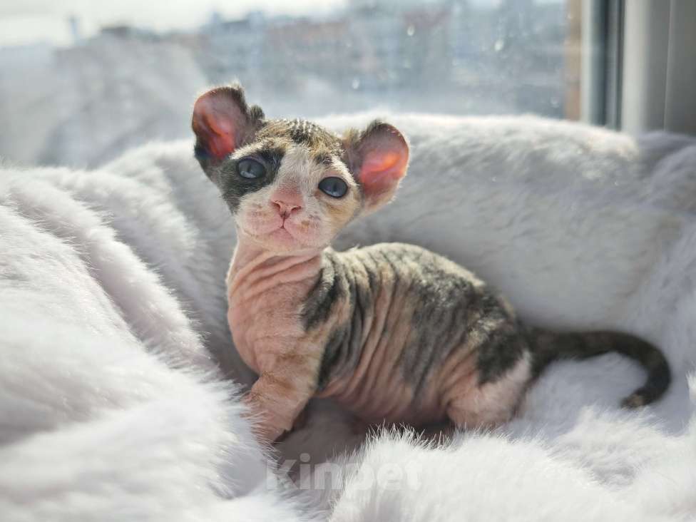 Кошки в Екатеринбурге: Девочка двэльф канадский сфинкс котенок Мальчик, 70 000 руб. - фото 1