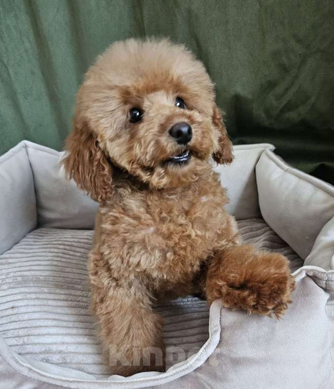 Собаки в Реутове: Девочка  Девочка, 50 000 руб. - фото 3