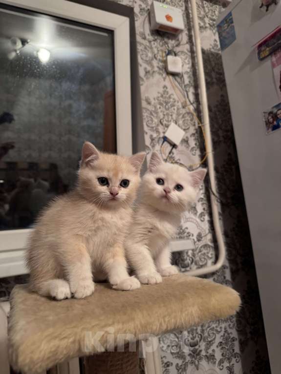 Кошки в Воронеже: Мальчик - британская шиншилла  Мальчик, Бесплатно - фото 3