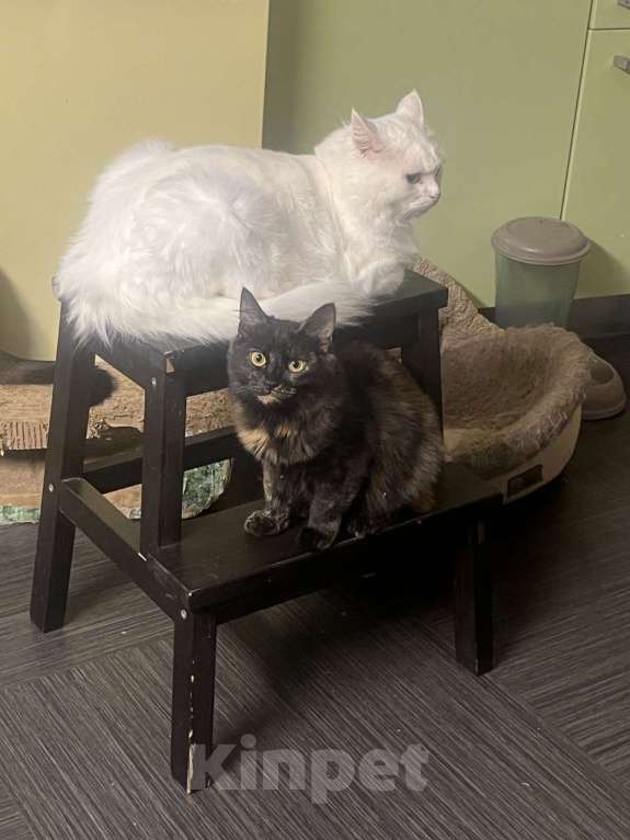 Кошки в Москве: Котенок Сильва в добрые руки, 7 мес. Девочка, Бесплатно - фото 7