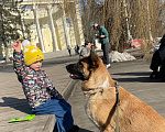 Собаки в Москве: Алиса, метис овчарки, ищет хозяина! Девочка, Бесплатно - фото 9