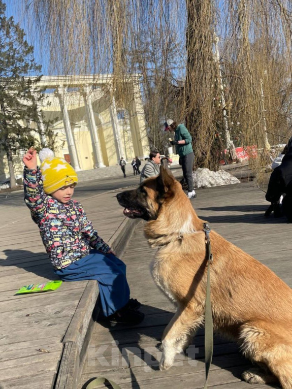 Собаки в Москве: Алиса, метис овчарки, ищет хозяина! Девочка, Бесплатно - фото 9
