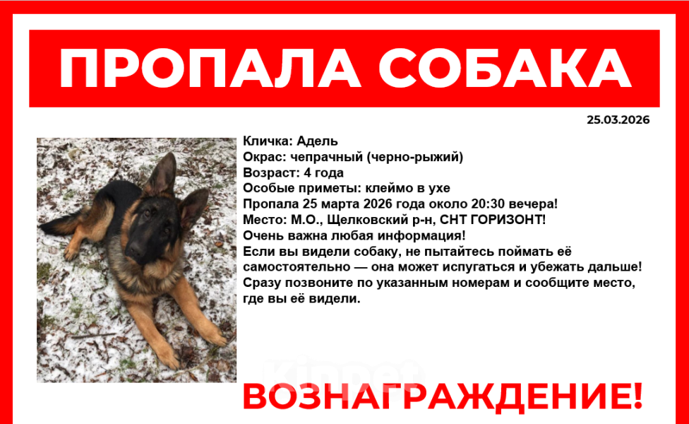 Собаки в других городах Московской области: Пропала собака Девочка, 5 000 руб. - фото 1