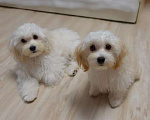 Собаки в Калининграде: Мальтипу Девочка  Девочка, 68 000 руб. - фото 1