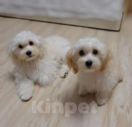 Собаки в Калининграде: Мальтипу Девочка  Девочка, 68 000 руб. - фото 1