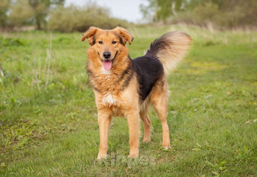 Собаки в Москве: Миндаль - собака в добрые руки Мальчик, Бесплатно - фото 9