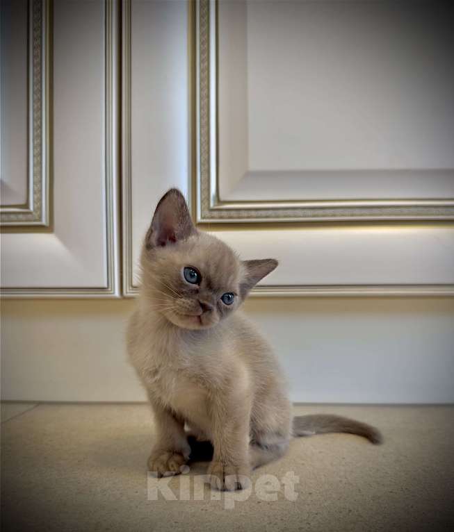 Кошки в Екатеринбурге: Клубные котята Европейской бурмы Мальчик, Бесплатно - фото 5