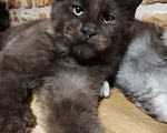 Кошки в Петрозаводске: Котята мейн-кун  Мальчик, Бесплатно - фото 1