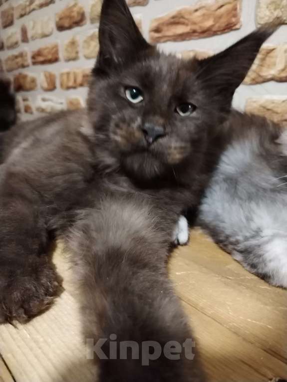 Кошки в Петрозаводске: Котята мейн-кун  Мальчик, Бесплатно - фото 1