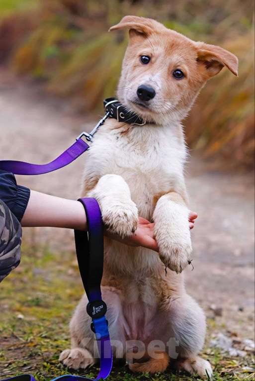Собаки в Наро-Фоминске: Санни ,малышка из якутска  Девочка, Бесплатно - фото 3