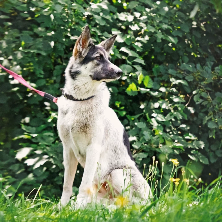 Собаки в Сергиеве Посаде: Аша якутенок Девочка, Бесплатно - фото 5