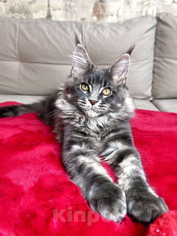 Кошки в Москве: Мальчик голубой мрамор на серебре Мальчик, 60 000 руб. - фото 4